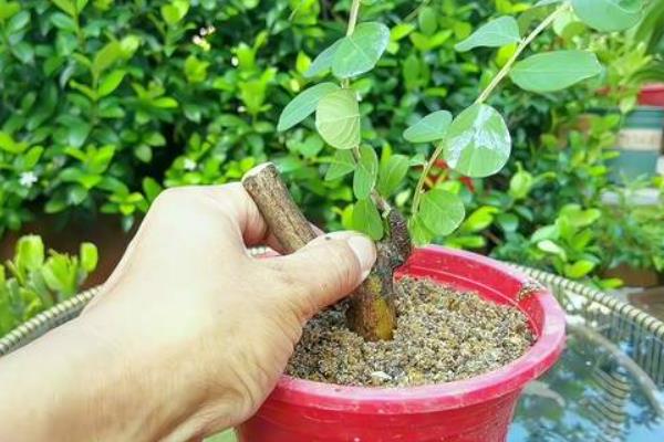 紫薇如何种植，种植时候要剪除老枯枝、病虫害枝等