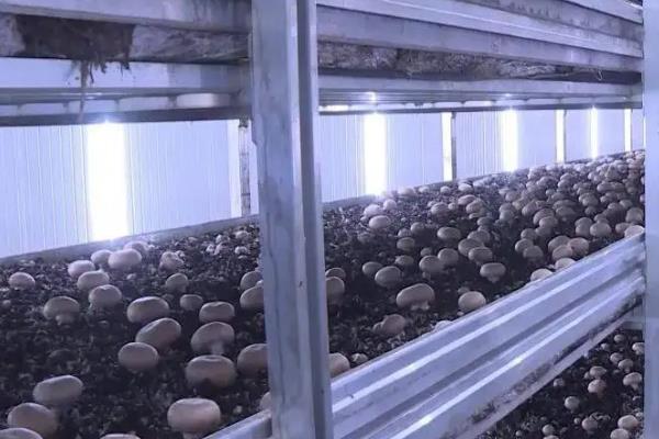 怎么栽培食用菌，需确保栽培环境具有足够的湿度
