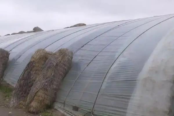 怎么栽培食用菌，需确保栽培环境具有足够的湿度