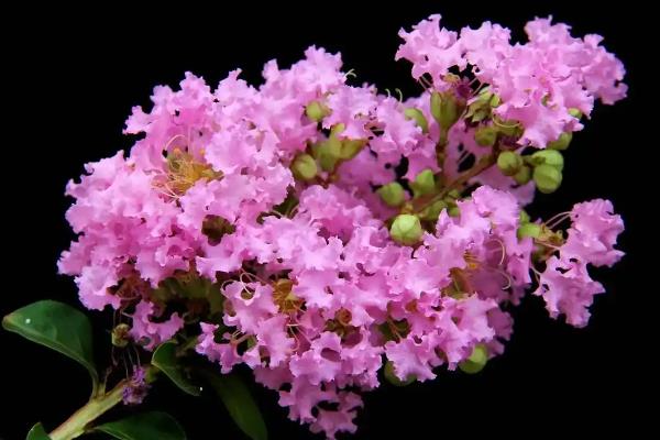 紫薇如何种植，种植时候要剪除老枯枝、病虫害枝等