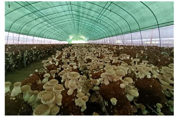 怎么栽培食用菌，需确保栽培环境具有足够的湿度