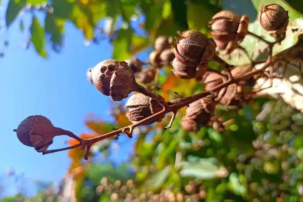 紫薇如何种植，种植时候要剪除老枯枝、病虫害枝等