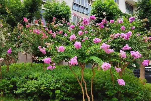 紫薇如何种植，种植时候要剪除老枯枝、病虫害枝等