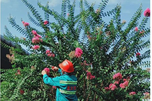 紫薇如何种植，种植时候要剪除老枯枝、病虫害枝等