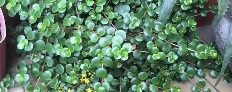 圆叶景天如何养殖，喜欢光照充足的环境