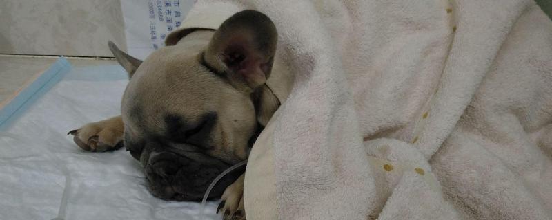 犬感染冠状病毒病有什么症状，发病初期有嗜睡、乏力、厌食等表现