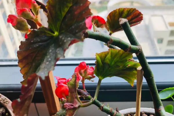 竹节海棠花如何采收种子，可以在秋季进行采收