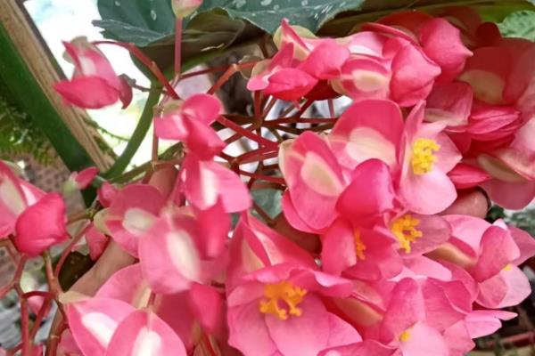 竹节海棠花如何采收种子，可以在秋季进行采收