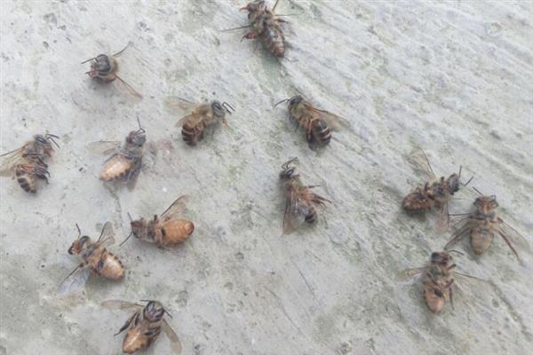 越冬蜂为何大量死亡，可能是因缺蜜或寒冷而冻死