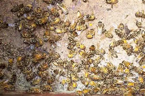 越冬蜂为何大量死亡，可能是因缺蜜或寒冷而冻死
