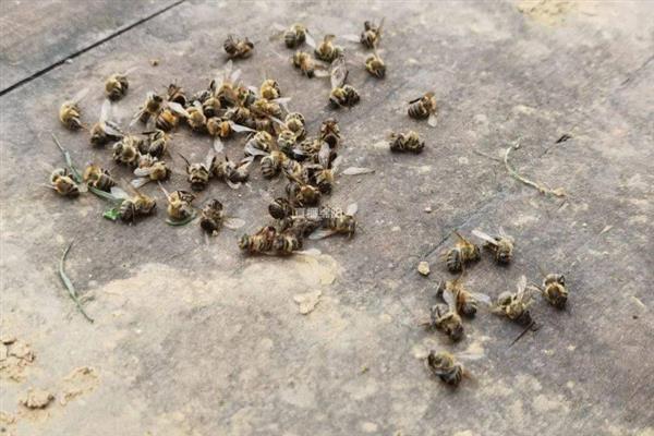 越冬蜂为何大量死亡，可能是因缺蜜或寒冷而冻死