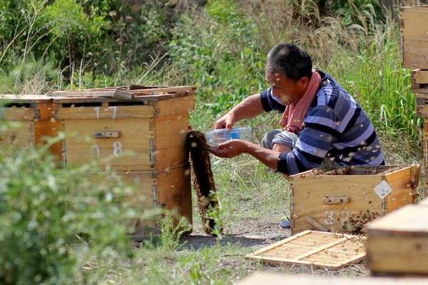 越冬蜂为何大量死亡，可能是因缺蜜或寒冷而冻死