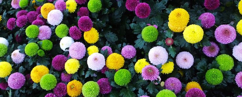 乒乓菊谢花后怎么养护，可剪除凋谢的花苞和不良枝条