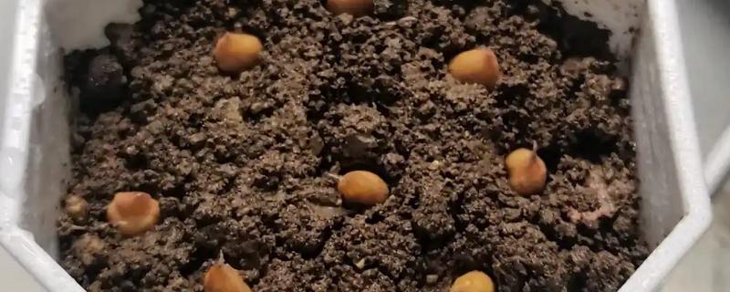 柚子的籽能不能种出来，浸种后再播种可提高发芽率