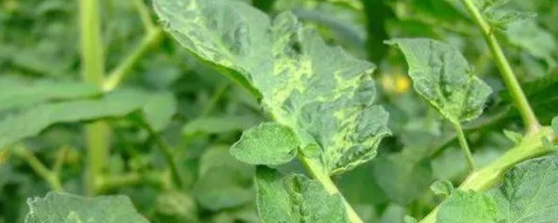 蔬菜有哪三种相似的病害，分为花叶、蕨叶、条斑