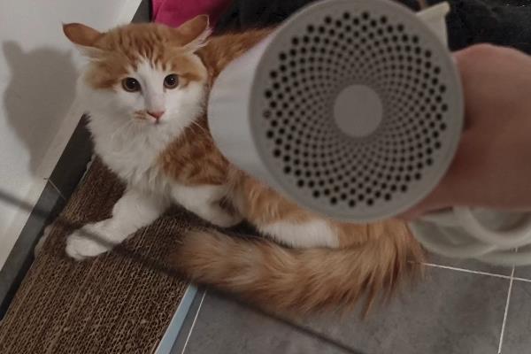 猫害怕吹风机该怎么办，可使用毛巾蒙住吹风机减低噪音