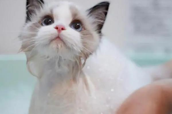 猫害怕吹风机该怎么办，可使用毛巾蒙住吹风机减低噪音