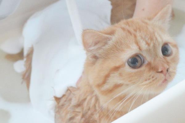 猫害怕吹风机该怎么办，可使用毛巾蒙住吹风机减低噪音