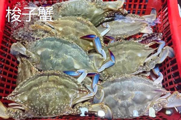 海螃蟹怎么养才不会死，缸内一定要多布置一些隐蔽物