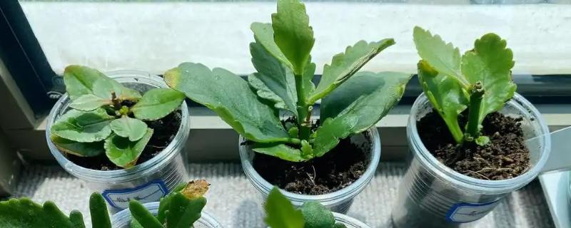 如何扦插长寿花才能快速生根，在4-5月份扦插可以提高成活率