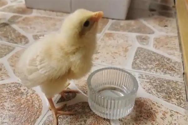 小鸡怎么养殖才不会死掉，最好每天喂食3-4次