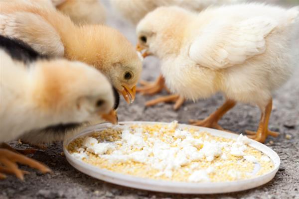 小鸡怎么养殖才不会死掉，最好每天喂食3-4次