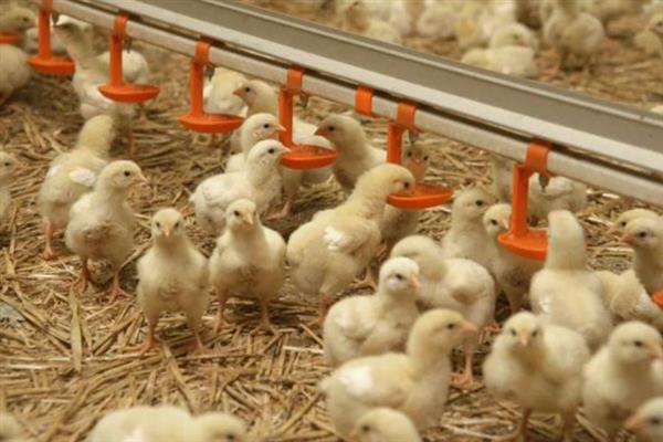 小鸡怎么养殖才不会死掉，最好每天喂食3-4次