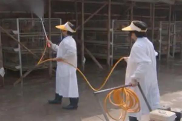 小鸡怎么养殖才不会死掉，最好每天喂食3-4次
