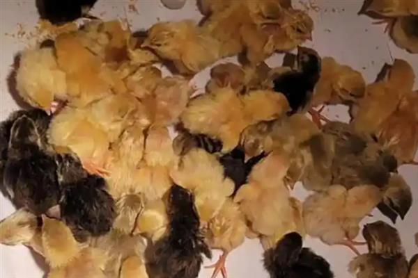 小鸡怎么养殖才不会死掉，最好每天喂食3-4次