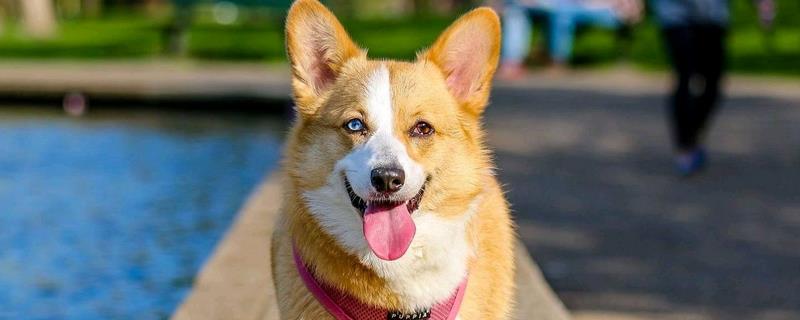 犬猫败血症的症状，毒血症和脓血症的症状不同