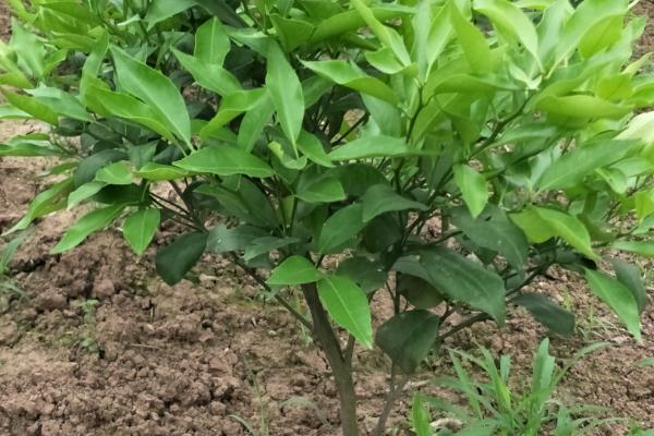 沃柑苗的种植时间，大多为2-5月份、9-10月份