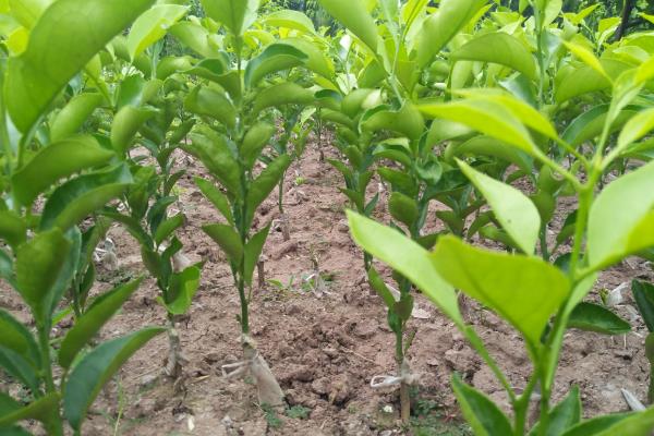 沃柑苗的种植时间，大多为2-5月份、9-10月份