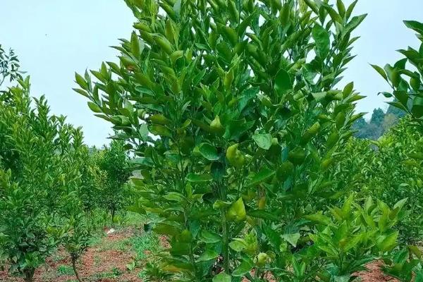 沃柑苗的种植时间，大多为2-5月份、9-10月份