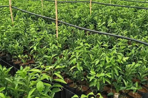 沃柑苗的种植时间，大多为2-5月份、9-10月份