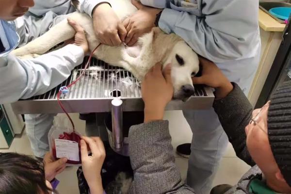 犬猫败血症的症状，毒血症和脓血症的症状不同