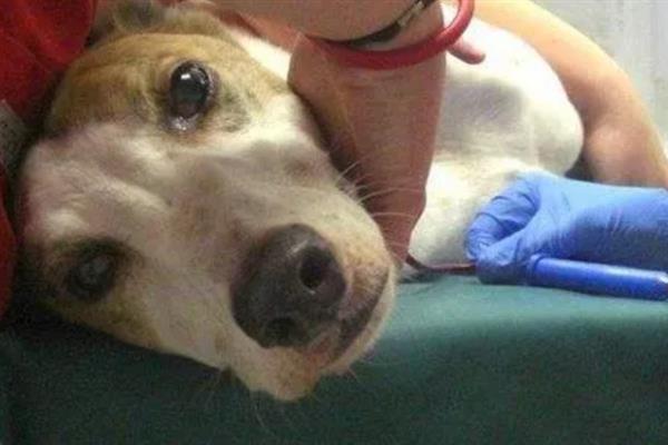 犬猫败血症的症状，毒血症和脓血症的症状不同