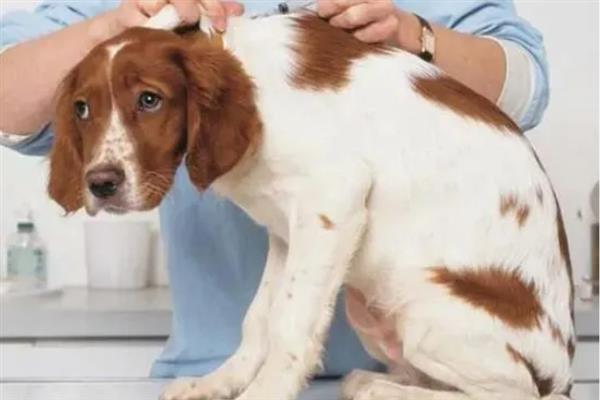 犬猫败血症的症状，毒血症和脓血症的症状不同
