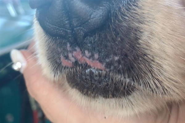 犬猫败血症的症状，毒血症和脓血症的症状不同