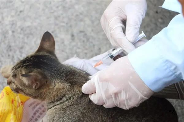 犬猫败血症的症状，毒血症和脓血症的症状不同