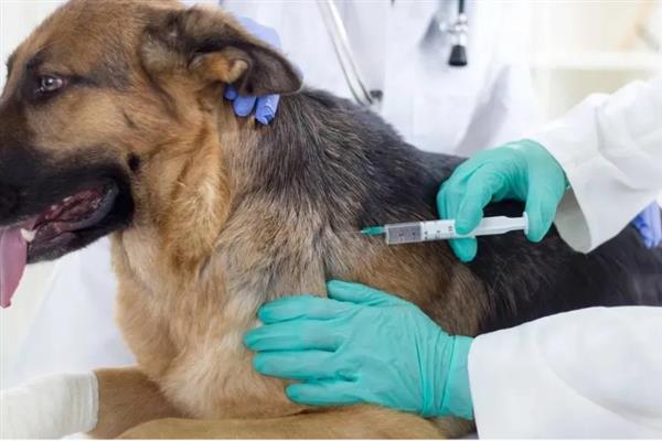 犬猫败血症的症状，毒血症和脓血症的症状不同