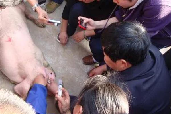 猪附红细胞打什么药，可以用血虫净、新砷凡纳明等
