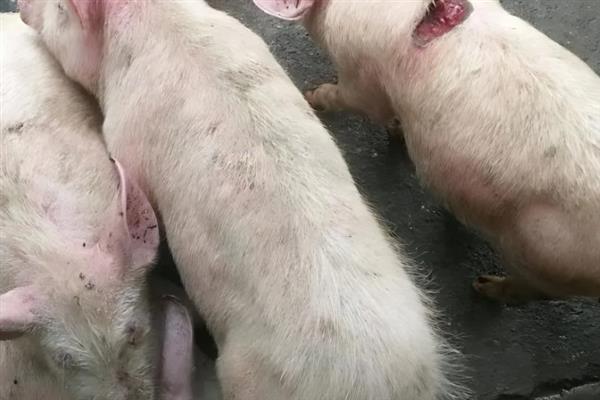 猪附红细胞打什么药，可以用血虫净、新砷凡纳明等