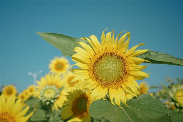 向日葵的花语是什么，代表沉默的感情、没能说出来的爱