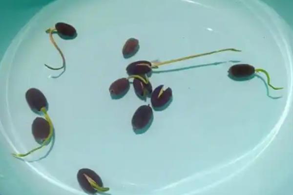 黑麦草的播种时间，一般在春秋两季播种