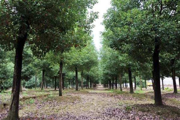 香樟树的作用，具有观赏、绿化、提取药品等用途