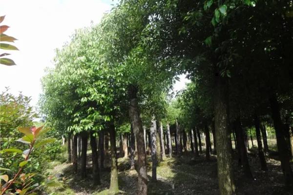 香樟树的作用，具有观赏、绿化、提取药品等用途
