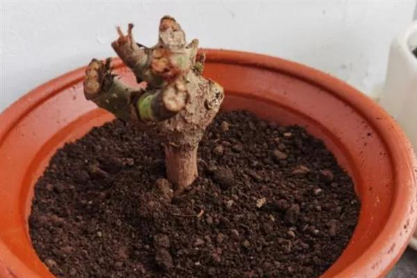 让玫瑰桩发芽的方法，生长期间要定期追施有机液肥