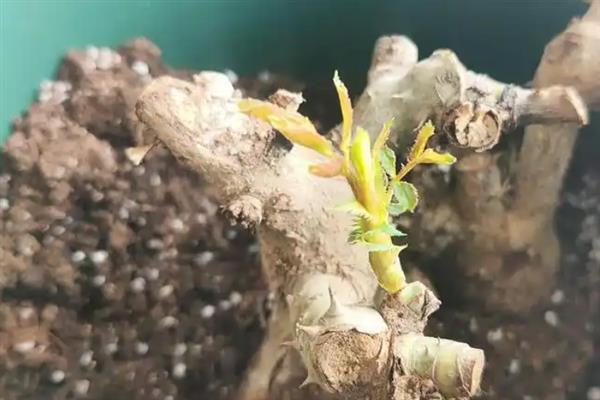 让玫瑰桩发芽的方法，生长期间要定期追施有机液肥