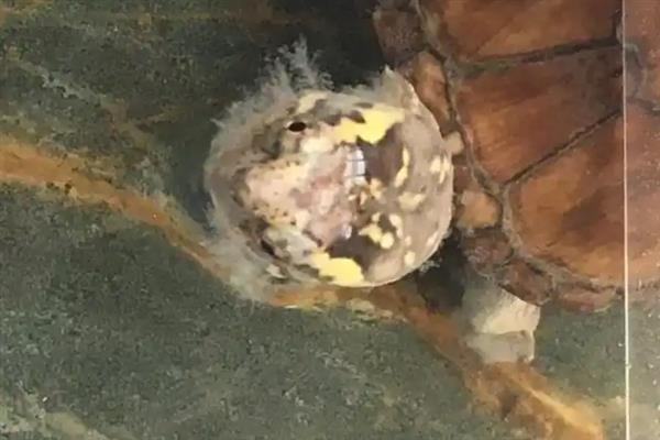 乌龟患上水霉病如何治疗，涂抹聚维碘酮能够杀菌消毒