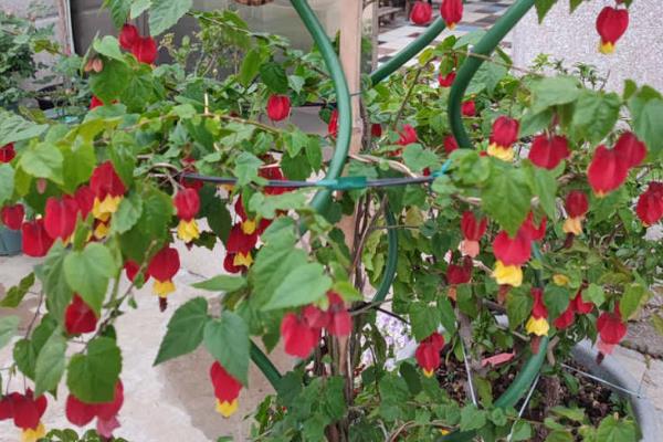 灯笼花为何掉花苞，主要有温度过高、浇水过度、施肥不当这3个因素